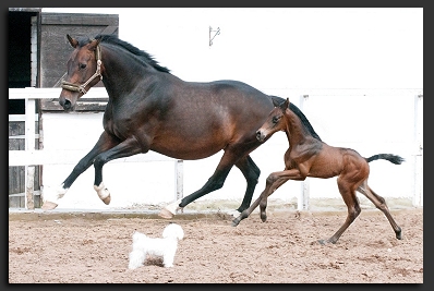 Elegant Dressage Colt Foal For Sale